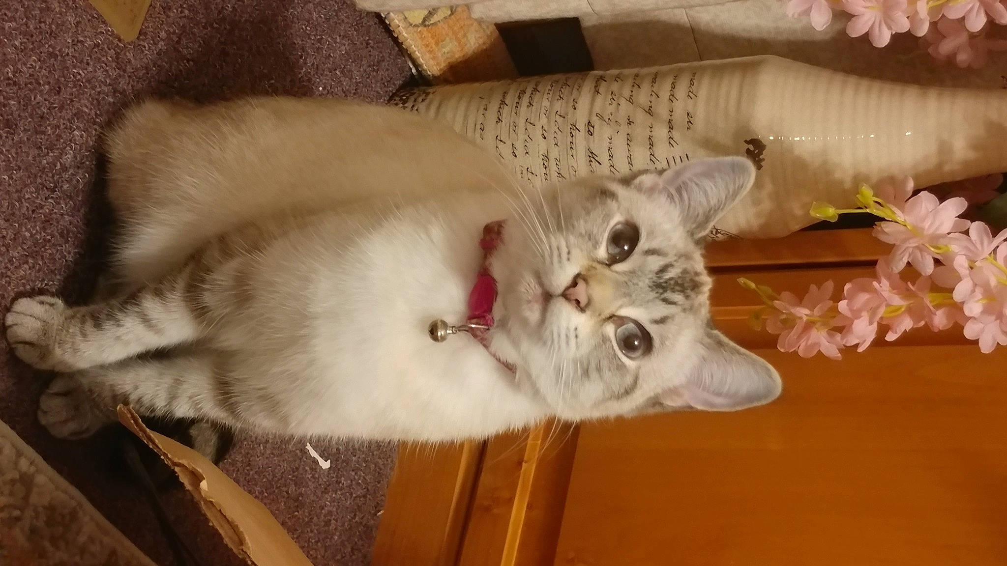 Lulu is registered to the contest to win money with this photo: carnivore, cat, domestic_short_haired_cat, ear, fawn, felidae, fur, grey, paw, small_to_medium_sized_cats, tail, whiskers, wood