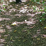 Reglisse a rejoint le concours — aidez-le/la à gagner de superbes lots ! cat, black_cat, forest, path, leaves, sunlight, shadow, nature, outdoor, animal, feline, greenery, ground, daylight, wildlife, vegetation, quiet, solitude, sitting, alert