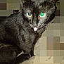 black_cat, cat, pet, animal, tongue_out, feline, whiskers, ears, fur, sitting, close_up, indoor, glowing_eyes, pixelated_background, digital_artifact, cute, playful, mischievous, domestic_cat, portrait