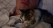 Tobi joined the competition — help win amazing prizes! man, kitten, cat, pet, bed, pillow, indoor, relaxing, white_clothing, casual, resting, portrait, feline, young_adult, sleepwear, comfort, friendship, animal, domestic, warm