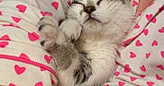 Tobi joined the competition — help win amazing prizes! animal, blanket, cat, closeup, comfort, cozy, cuddle, cute, domestic_cat, fur, heart_pattern, human_arm, indoor, kitten, nap, pajamas, pet, relaxation, resting, sleeping