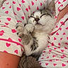 kitten, sleeping, cat, pajamas, heart_pattern, blanket, cozy, cute, pet, fur, resting, indoor, closeup, comfort, nap, animal, domestic_cat, cuddle, relaxation, human_arm