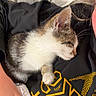 Tobi joined the competition — help win amazing prizes! kitten, cat, sleeping, person, hand, black_shirt, yellow_graphics, bed, blanket, cozy, indoor, resting, cute, fur, animal, pet, nap, comfort, closeup, human