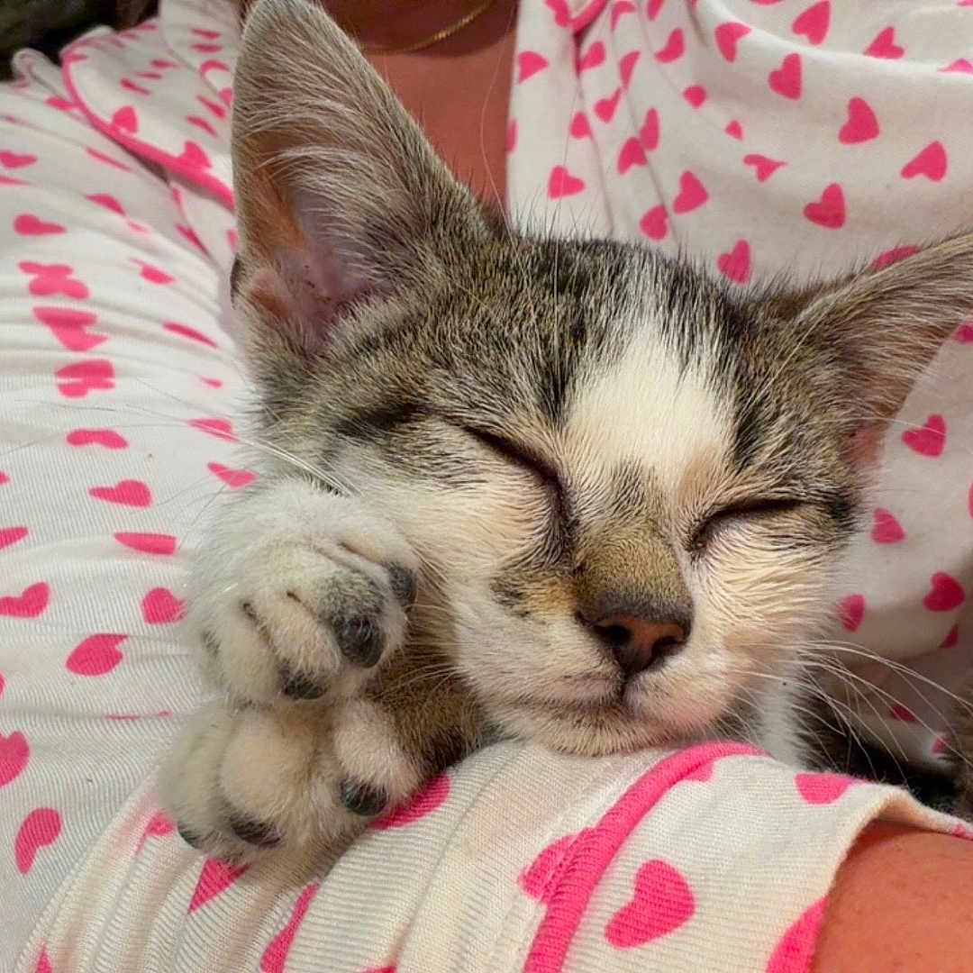 Tobi