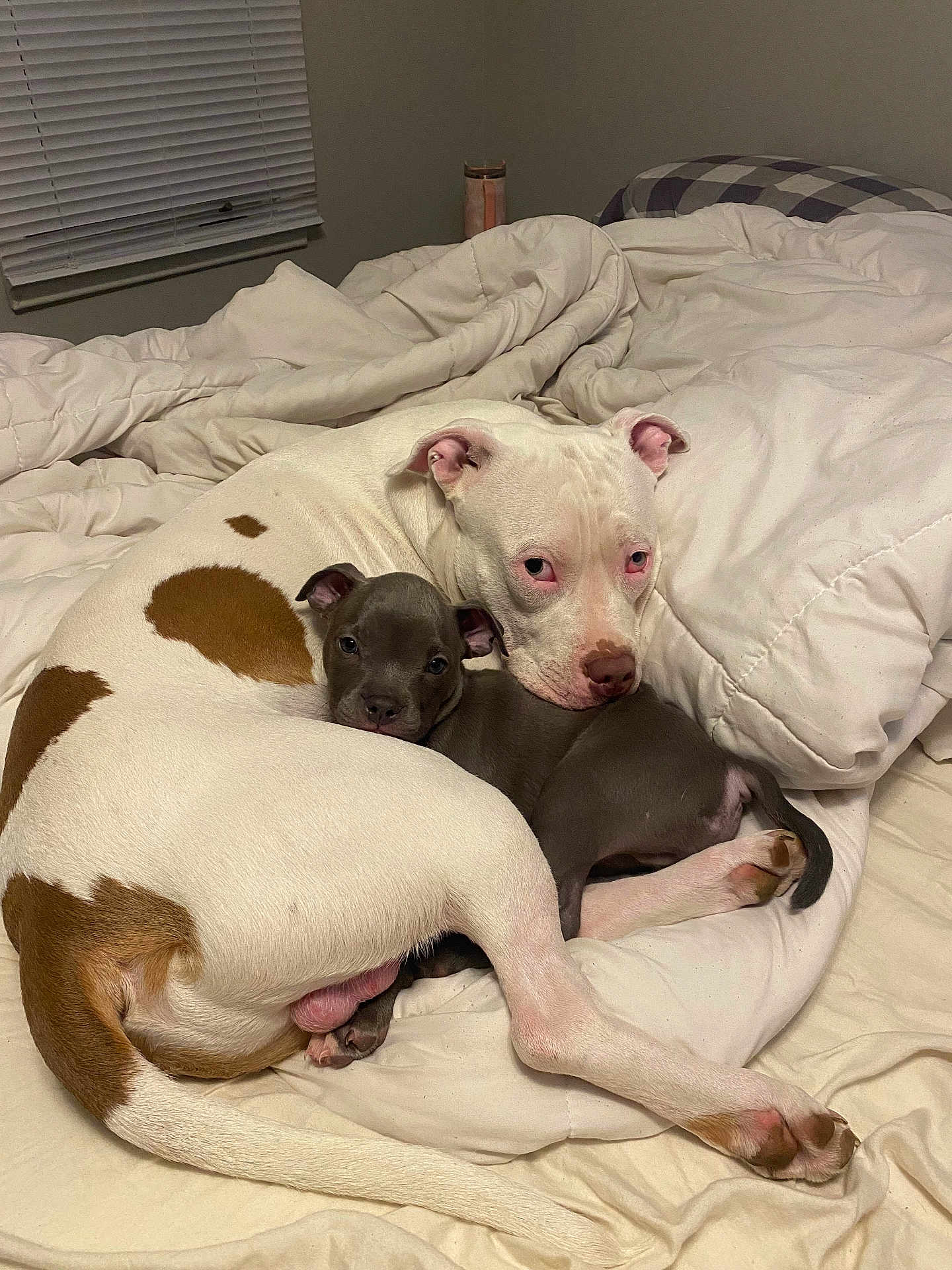 Logan And Socks