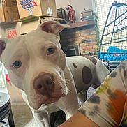 Logan And Socks is registered to the contest to win money with this photo: brick_fireplace, brown_spots, canine, cardboard_boxes, carpet, casual, close_up, curious, dog, furniture, hanging_chair, household, indoor, living_room, person_arm, pet, plant, table, tie_dye_shirt, white_dog