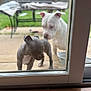 Logan And Socks joined the competition — help win amazing prizes! animal, backyard, blurred_background, closeup, curious, daylight, dog, domestic_animal, fence, glass_door, gray_dog, outdoor, patio, pet, puppy, sniffing, two_animals, white_dog, window, wood_floor