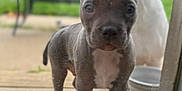 Logan And Socks is registered to the contest to win money with this photo: animal, back_puppy, blurred_background, canine, close_up, curious, dog, ears, fence, front_puppy, glass_door, green_grass, looking_in, outdoor, pet, playing, puppy, snout, wooden_deck, young_dog