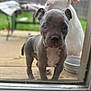 animal, back_puppy, blurred_background, canine, close_up, curious, dog, ears, fence, front_puppy, glass_door, green_grass, looking_in, outdoor, pet, playing, puppy, snout, wooden_deck, young_dog
