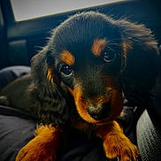 Haizel is registered to the contest to win money with this photo: adorable, animal, black_and_tan, canine, car_interior, close_up, curious, cute, dog, face, fur, indoor, nail, paw, pet, puppy, resting, soft_light, whiskers, young