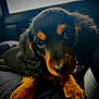 adorable, animal, black_and_tan, canine, car_interior, close_up, curious, cute, dog, face, fur, indoor, nail, paw, pet, puppy, resting, soft_light, whiskers, young