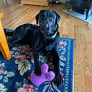 Gus is registered to the contest to win money with this photo: animal, boxer, bulldog, canine, dog, dogbed, hardwood, homedecor, hound, indoors, interiordesign, labradorretriever, mat, pet, pointer, puppy, purple, rug, stainedwood, wood