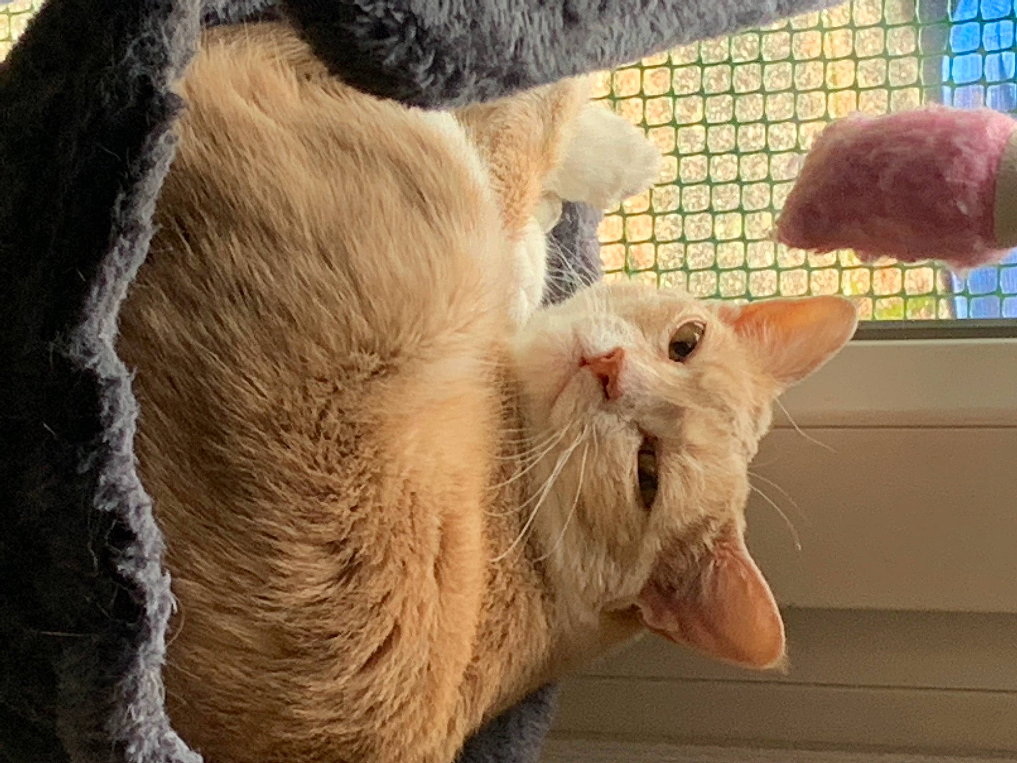 Izïa participe au concours pour gagner de l'argent avec cette photo : animal_shelter, cage, carnivore, cat, claw, domestic_short_haired_cat, ear, fang, fawn, felidae, fur, paw, pet_supply, small_to_medium_sized_cats, snout, tail, terrestrial_animal, whiskers, window