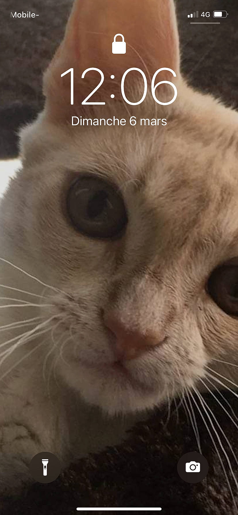 Izïa participe au concours pour gagner de l'argent avec cette photo : carnivore, cat, close_up, domestic_short_haired_cat, fang, felidae, font, fur, happy, internet_meme, paw, photo_caption, small_to_medium_sized_cats, snout, terrestrial_animal, whiskers, wildlife