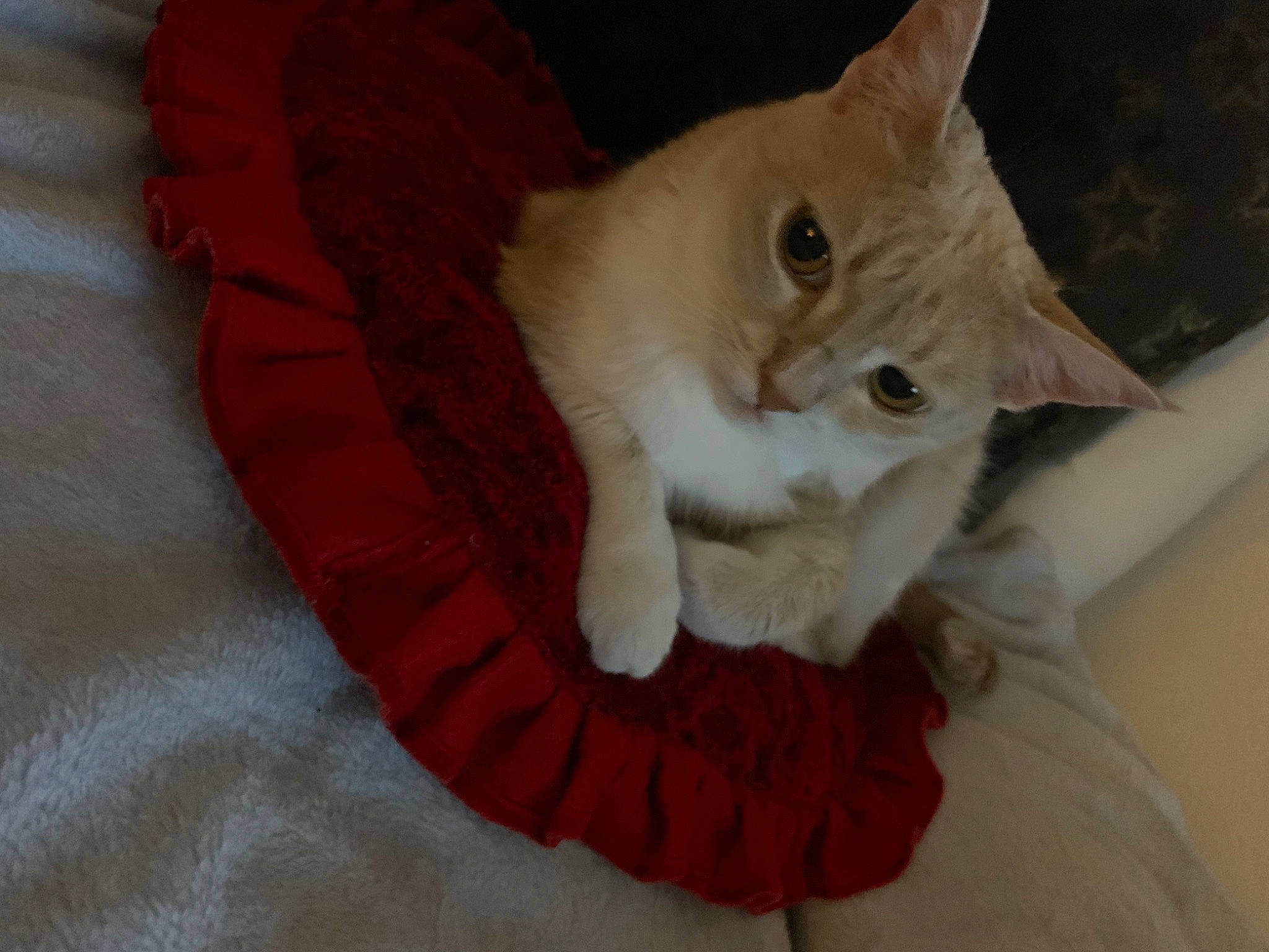 Izïa participe au concours pour gagner de l'argent avec cette photo : carnivore, cat, cat_bed, cat_furniture, christmas, claw, domestic_short_haired_cat, fashion_accessory, fawn, felidae, fur, paw, small_to_medium_sized_cats, snout, tail, whiskers