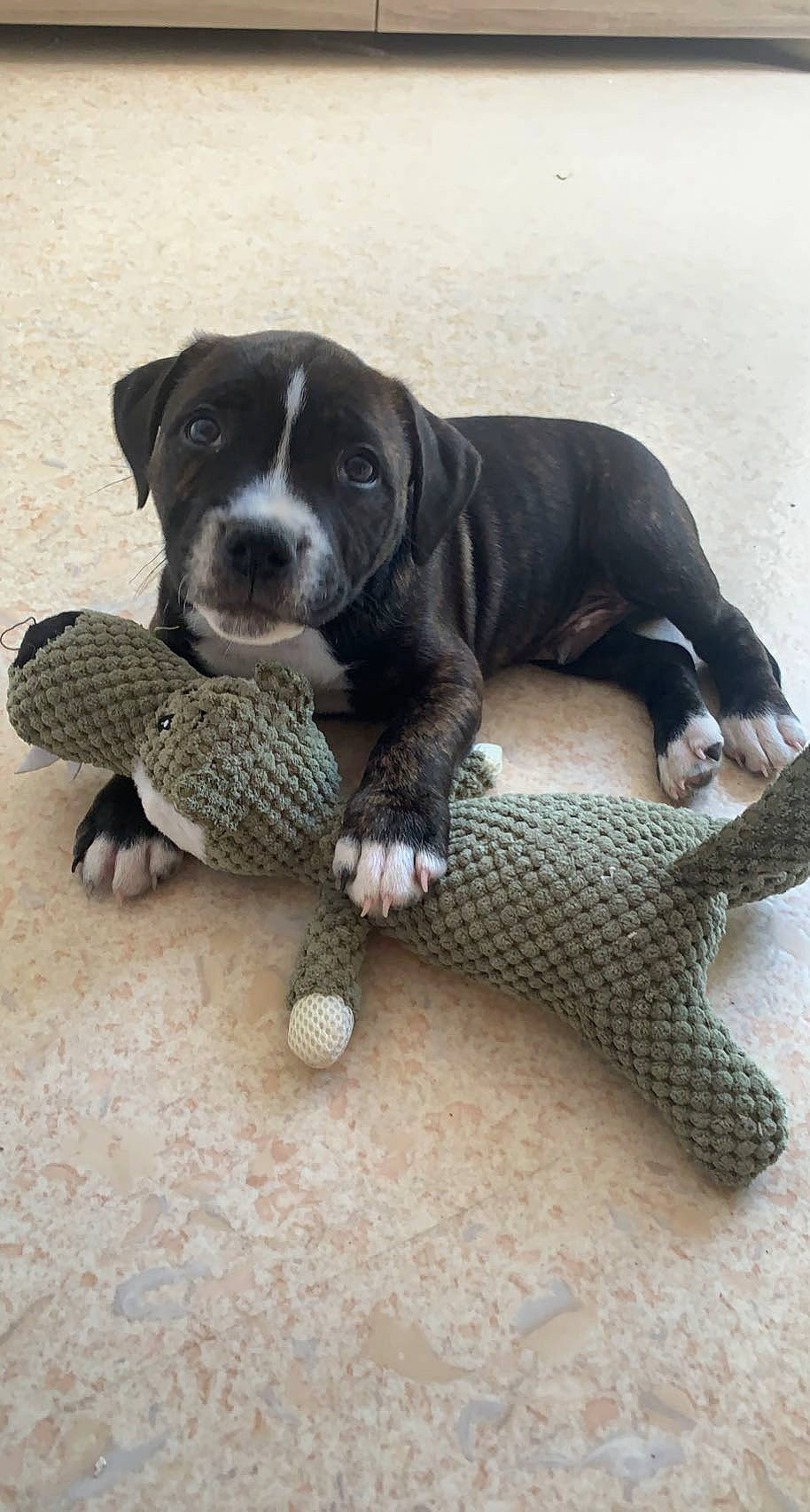 Taïro participe au concours pour gagner de l'argent avec cette photo : canidae, carnivore, companion_dog, dog, dog_breed, dog_toy, fawn, floor, flooring, foot, fur, paw, snout, sporting_group, stuffed_toy, tail, terrestrial_animal, toy, working_animal, working_dog