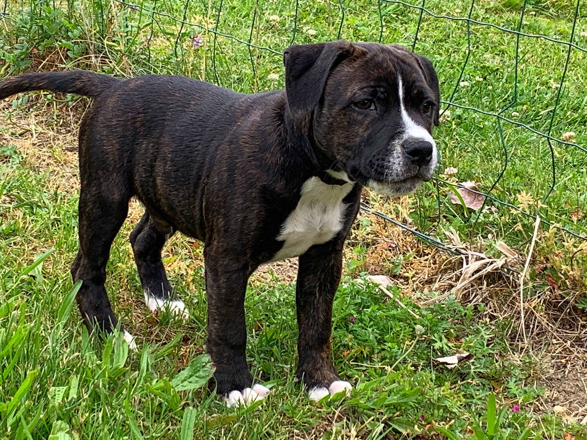 Taïro a rejoint le concours — aidez-le/la à gagner de superbes lots ! ancient_dog_breeds, borador, carnivore, collar, companion_dog, dog, dog_breed, dog_collar, fence, grass, groundcover, gun_dog, liver, molosser, plant, sporting_group, tail, terrestrial_animal, working_animal, working_dog