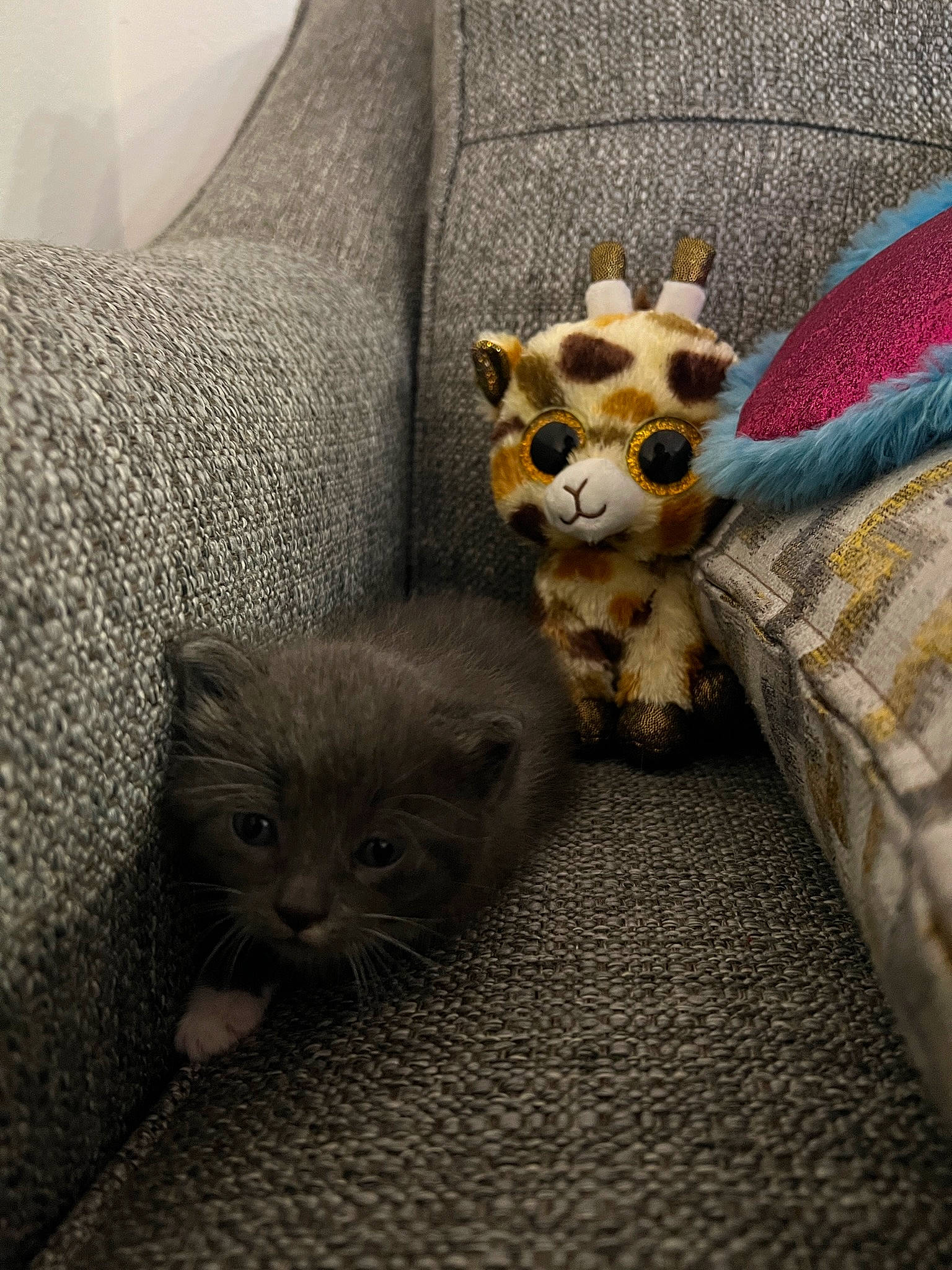 Charlie is registered to the contest to win money with this photo: canidae, carnivore, cat, comfort, couch, domestic_short_haired_cat, fawn, felidae, fur, grey, lamp, linens, paw, plant, small_to_medium_sized_cats, snout, stuffed_toy, tail, whiskers, wood