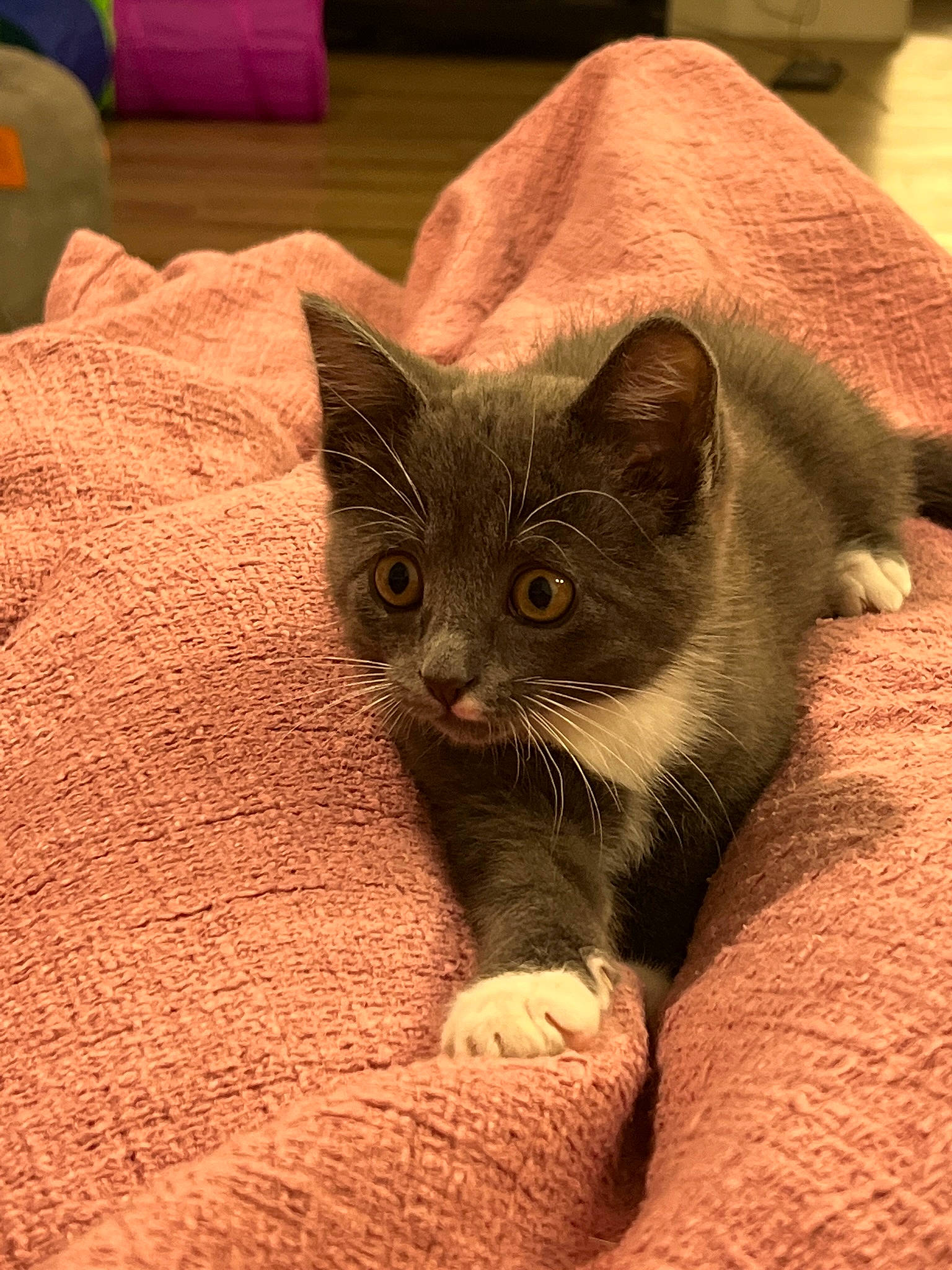 Charlie is registered to the contest to win money with this photo: black_cat, carnivore, cat, cat_supply, chartreux, claw, comfort, domestic_short_haired_cat, fawn, felidae, fur, grey, paw, small_to_medium_sized_cats, snout, tail, terrestrial_animal, whiskers