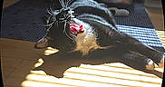 Tux is registered to the contest to win money with this photo: cat, black_and_white, yawning, sunlight, wooden_floor, shadow_stripes, indoor, pet, animal, whiskers, tongue, teeth, relaxed, scratching_post, toy, feline, home, resting, morning_light, cozy