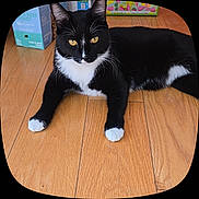Tux is registered to the contest to win money with this photo: cat, tuxedo_cat, black_and_white, yellow_eyes, wooden_floor, indoor, pet, animal, feline, relaxed, laying_down, whiskers, ears, paws, curious, domestic_animal, cute, fur, flooring, box