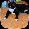 cat, tuxedo_cat, black_and_white, yellow_eyes, wooden_floor, indoor, pet, animal, feline, relaxed, laying_down, whiskers, ears, paws, curious, domestic_animal, cute, fur, flooring, box