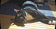 Tux is registered to the contest to win money with this photo: animal, black_and_white, cat, comfortable, domestic, ears, feline, floor_mat, fur, home, indoor, pet, playful, relaxed, shadow, stretching, sunlight, toy, whiskers, wooden_floor