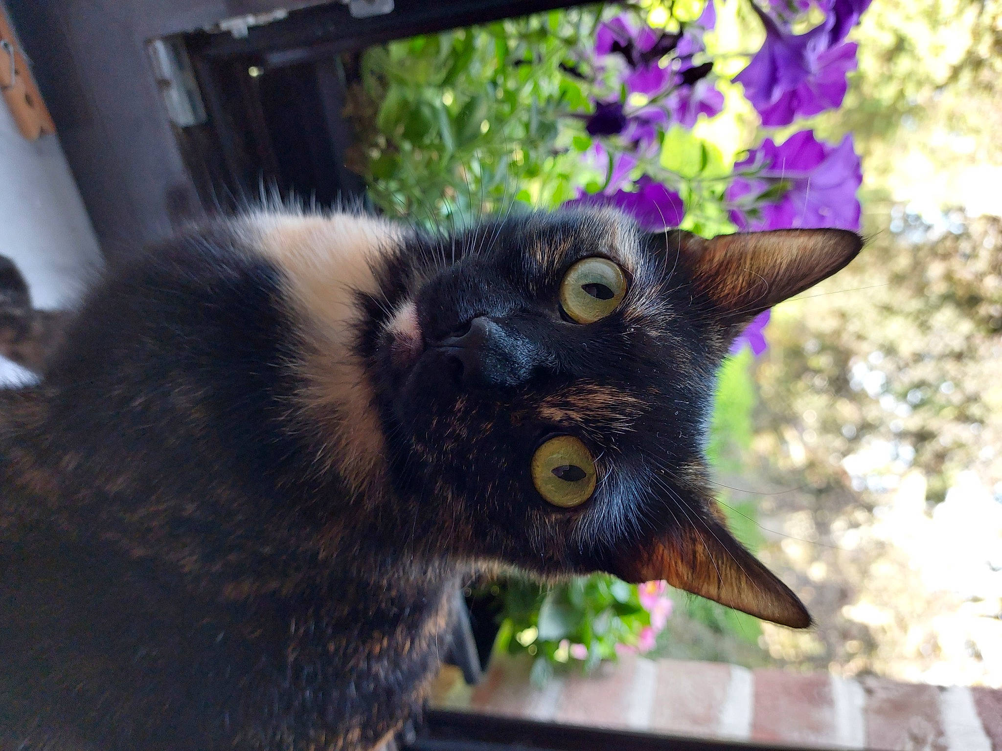 Fifi participe au concours pour gagner de l'argent avec cette photo : black_cat, bombay, canidae, carnivore, cat, claw, collar, domestic_short_haired_cat, felidae, flower, fur, grass, plant, small_to_medium_sized_cats, snout, tail, terrestrial_animal, whiskers, wildlife, window