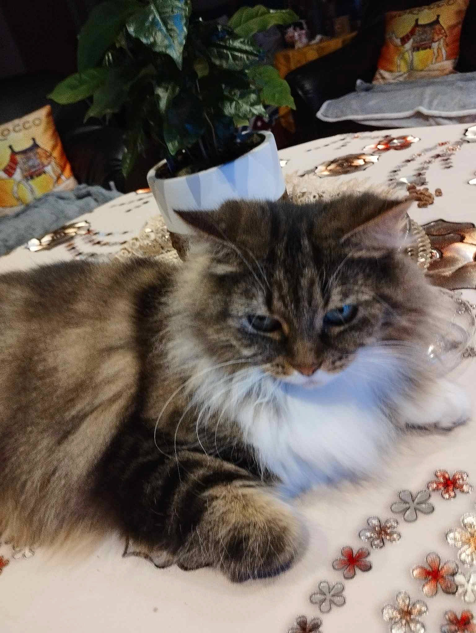 Mimi a rejoint le concours — aidez-le/la à gagner de superbes lots ! carnivore, cat, claw, domestic_short_haired_cat, event, fawn, felidae, fur, maine_coon, paw, plant, small_to_medium_sized_cats, tail, terrestrial_animal, tree, whiskers