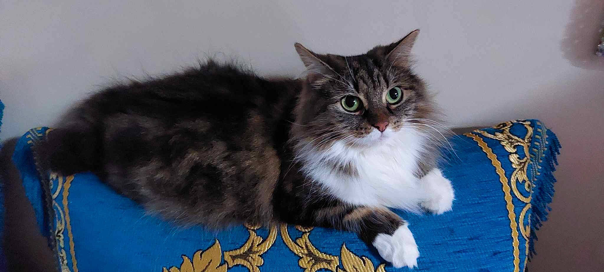 Mimi a rejoint le concours — aidez-le/la à gagner de superbes lots ! box, british_longhair, carnivore, cat, cat_supply, claw, domestic_short_haired_cat, electric_blue, felidae, fur, paw, ragdoll, sitting, small_to_medium_sized_cats, snout, tail, terrestrial_animal, whiskers