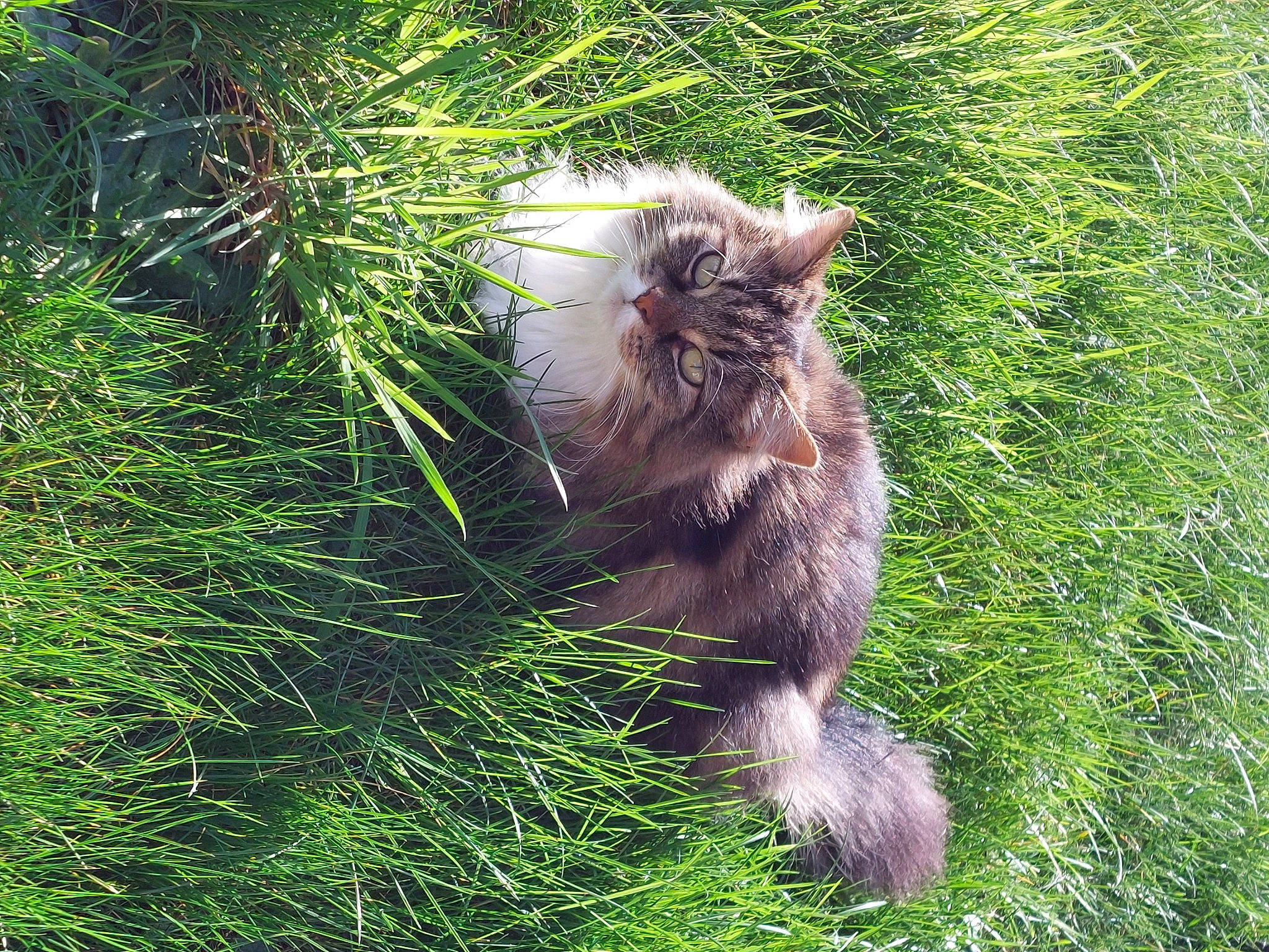 Mistigri participe au concours pour gagner de l'argent avec cette photo : canidae, carnivore, cat, dog_breed, domestic_short_haired_cat, fawn, felidae, fur, grass, grass_family, groundcover, herb, paw, plant, small_to_medium_sized_cats, snout, sporting_group, tail, terrestrial_animal, whiskers