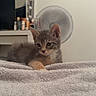 kitten, cat, pet, indoor, blanket, gray_cat, orange_paw, curious, young_cat, furniture, fan, vanity, mirror, bottles, cosy, soft_texture, resting, cute, animal, domestic