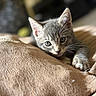 Baïa participe au concours pour gagner de l'argent avec cette photo : kitten, cat, gray_cat, paw, cushion, indoor, close_up, pet, animal, whiskers, ears, cute, feline, relaxed, soft_light, texture, focus, laying, young, portrait