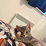 Baïa participe au concours pour gagner de l'argent avec cette photo : kitten, cat, pet, indoor, blanket, paws, curious, cute, feline, resting, young, fur, striped, cozy, comfort, bed, home, animal, mammal, pink_paws