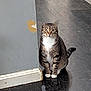Deku joined the competition — help win amazing prizes! animal, cat, corner, curious, domestic, feline, floor, house, indoor, looking, paint_peeling, pet, reflection, sitting, still, tabby, wall, white_chest, white_paws, wood_floor