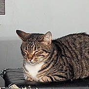 Deku is registered to the contest to win money with this photo: animal, black_surface, cat, chipped_paint, close_up, cute, domestic, ears, feline, fur, gray_wall, indoor, mammal, pet, relaxed, resting, sleeping, striped, tabby, whiskers