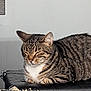 animal, black_surface, cat, chipped_paint, close_up, cute, domestic, ears, feline, fur, gray_wall, indoor, mammal, pet, relaxed, resting, sleeping, striped, tabby, whiskers