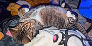 Deku joined the competition — help win amazing prizes! animal, blanket, cat, cluttered_background, colorful_socks, cozy, curious, ears, fur, indoor, lying_down, patterned_blanket, paws, pet, relaxed, resting, sleepy, soft_texture, tabby, whiskers