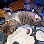 animal, blanket, cat, cluttered_background, colorful_socks, cozy, curious, ears, fur, indoor, lying_down, patterned_blanket, paws, pet, relaxed, resting, sleepy, soft_texture, tabby, whiskers