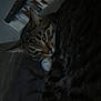 Deku is registered to the contest to win money with this photo: animal, cat, closeup, comfort, couch, cozy, cute, feline, fur, home, indoor, paw, pet, quiet, relaxed, resting, sleepy, striped, tabby, whiskers