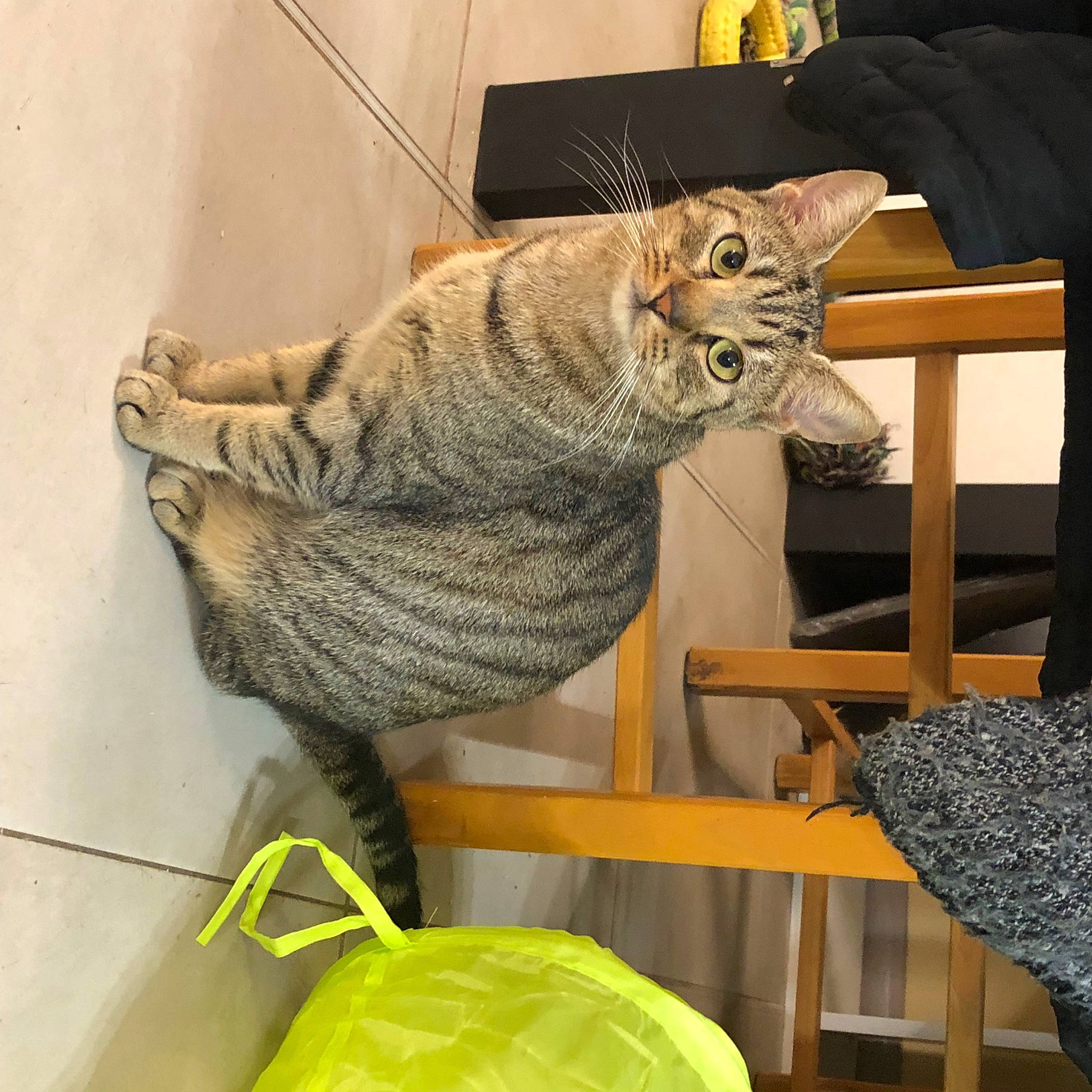 Sierra participe au concours pour gagner de l'argent avec cette photo : carnivore, cat, chair, claw, comfort, domestic_short_haired_cat, felidae, fur, military_camouflage, pattern, room, small_to_medium_sized_cats, snout, table, tail, thread, whiskers, wool