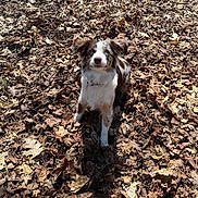 Lady is registered to the contest to win money with this photo: dog, animal, autumn, leaves, outdoor, nature, brown, white, pet, sitting, sunlight, cute, fur, collar, looking_up, playful, fall, ground, ears, daylight