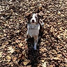 dog, animal, autumn, leaves, outdoor, nature, brown, white, pet, sitting, sunlight, cute, fur, collar, looking_up, playful, fall, ground, ears, daylight