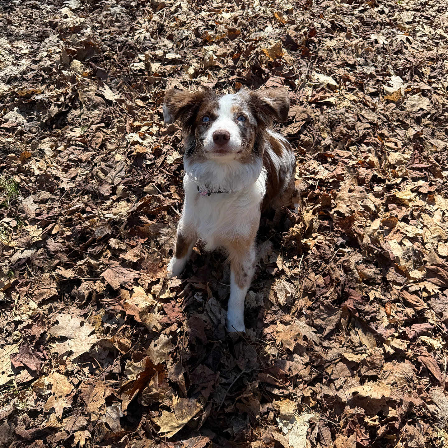 Lady is registered to the contest to win money with this photo: dog, animal, autumn, leaves, outdoor, nature, brown, white, pet, sitting, sunlight, cute, fur, collar, looking_up, playful, fall, ground, ears, daylight
