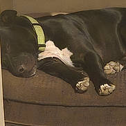 Batty Koda joined the competition — help win amazing prizes! dog, sleeping, black_dog, collar, couch, indoor, pet, paw, relaxed, resting, animal, fur, canine, domestic_animal, home, comfort, nap, closeup, quiet, peaceful