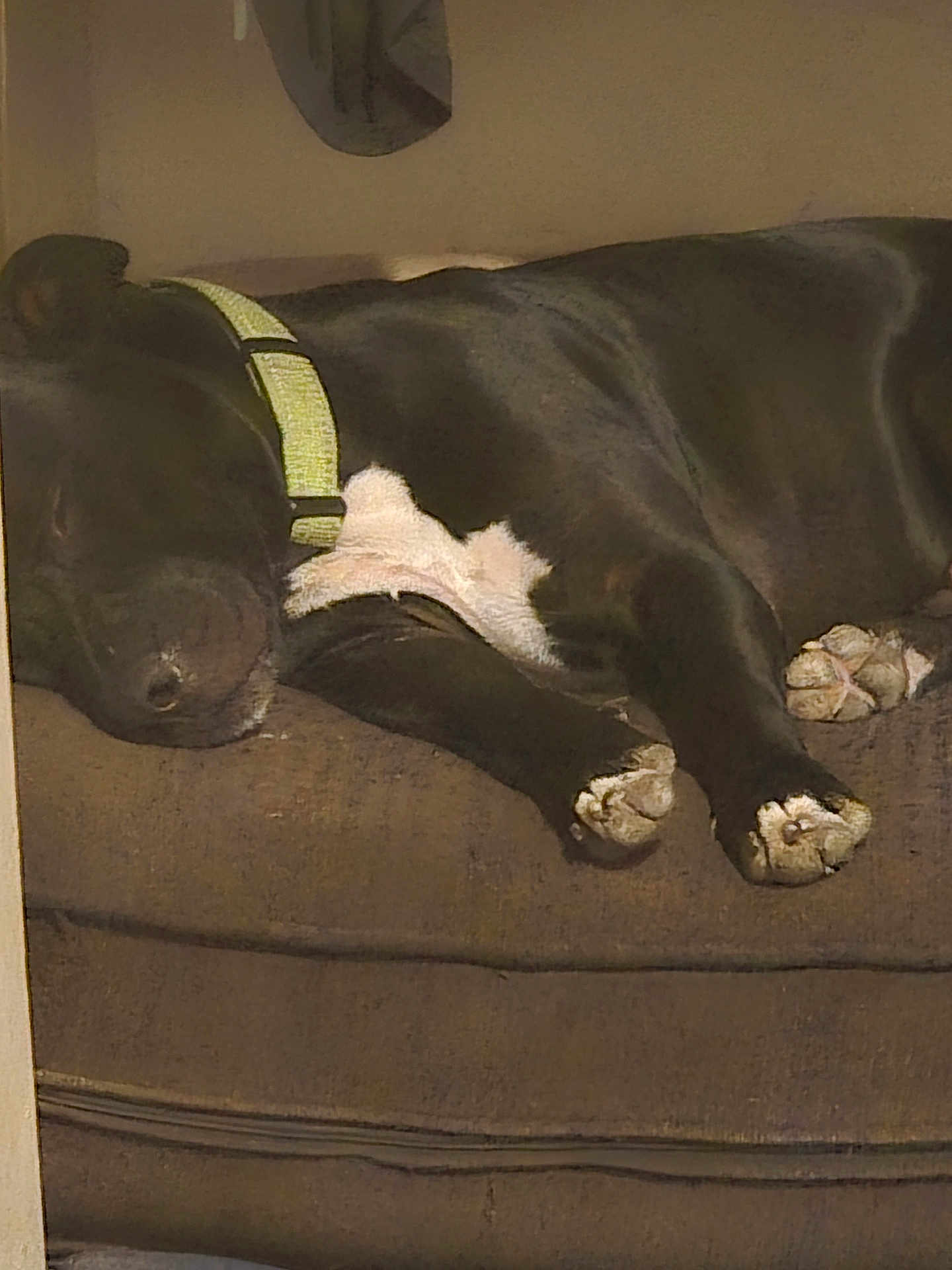 Batty Koda joined the competition — help win amazing prizes! dog, sleeping, black_dog, collar, couch, indoor, pet, paw, relaxed, resting, animal, fur, canine, domestic_animal, home, comfort, nap, closeup, quiet, peaceful