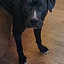 animal, black_dog, brown_floor, canine, companionship, curious, dog, domestic_animal, ears, eyes, flooring, fur, indoor, looking_up, mammal, pet, snout, standing, white_paws, wooden_floor