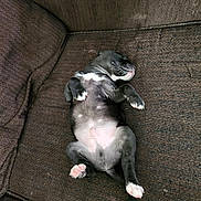 Cerberus joined the competition — help win amazing prizes! adorable, animal, brown, couch, cozy, cute, dog, fur, home, indoor, lying_down, paw, pet, pink_paw_pads, puppy, relaxed, resting, sleeping, small, young