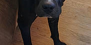 Cerberus joined the competition — help win amazing prizes! animal, black_dog, brown_couch, canine, companion, curious, dog, domestic_animal, ears, flooring, friend, front_legs, house, indoor, looking_up, mammal, pet, snout, white_paws, wooden_floor