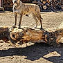 dog, brindle, log, woodpile, outdoor, sunlight, animal, pet, nature, yard, tree, bark, standing, canine, fur, daylight, earth, rural, wood, stacked